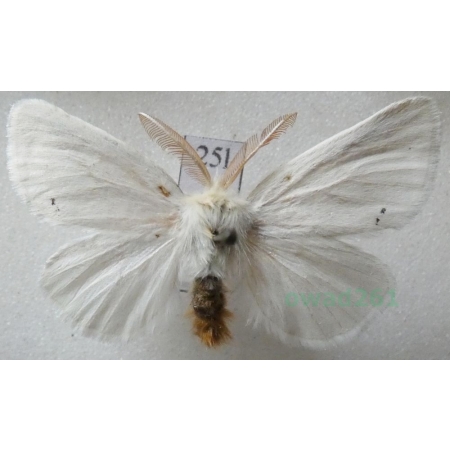 Euproctis chrysorrhoea (Linnaeus, 1758) male Kuprówka rudnica Czech25l